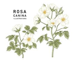 ramo di rosa canina bianca o rosa canina con fiori e foglie illustrazioni botaniche disegnate a mano vettore