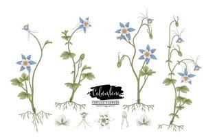 Insieme decorativo delle illustrazioni botaniche degli elementi disegnati a mano dell'annata del fiore blu di aquilegia vettore