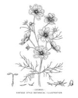 insieme decorativo delle illustrazioni degli elementi botanici di schizzo disegnato a mano del fiore dell'universo vettore