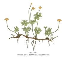acetosella o oxalis acetosella fiore selvatico e foglie a forma di cuore illustrazioni botaniche disegnate a mano vettore
