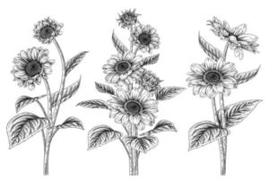 girasole altamente dettagliato elementi di schizzo disegnato a mano illustrazioni botaniche insieme decorativo vettore