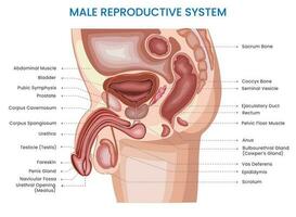 maschio riproduttore sistema, testicoli, pene coinvolgere nel sperma produzione, trasporto, fecondazione vettore