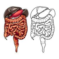 organi nel il umano corpo vettore