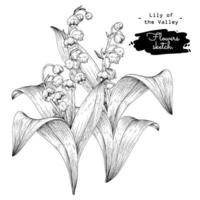 illustrazioni botaniche di schizzo disegnato a mano del fiore del mughetto vettore