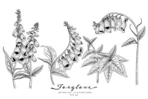 Foxglove fiore disegnato a mano elementi di schizzo illustrazioni botaniche set decorativo vettore