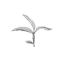 floreale clip arte tè le foglie , nero e bianca elemento vettore
