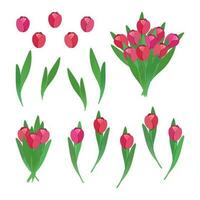 rosa tulipani impostato di floreale elementi vettore illustrazione