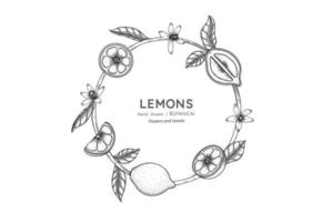 illustrazione botanica disegnata a mano di frutta di limoni con line art vettore