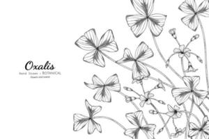 illustrazione botanica disegnata a mano di fiori e foglie di oxalis con line art vettore