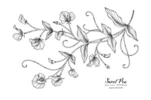 illustrazione botanica disegnata a mano di fiori e foglie di piselli dolci con line art vettore