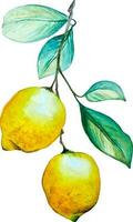 acquerello Limone ramo con Due giallo limoni e verde le foglie isolato clipart vettore