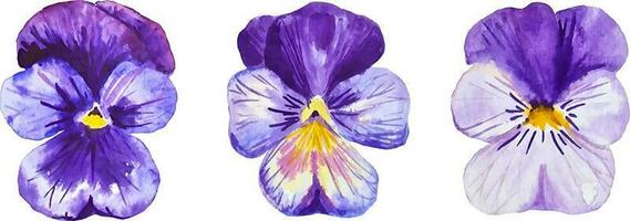 viola del pensiero fiori impostato tre viola stagione fiori acquerello isolato vettore