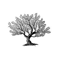 oliva albero isolato silhouette icona con le foglie vettore