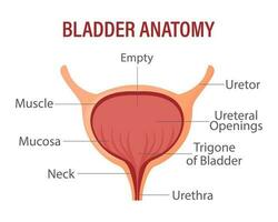 Vescica urinaria, interno umano organo. anatomia di il umano organo. medicinale, assistenza sanitaria e scienza. Infografica bandiera vettore