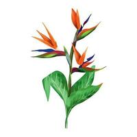 fiore strelitzia uccello di Paradiso con verde le foglie. vettore illustrazione di esotico fiori nel un' acquerello stile su un' bianca sfondo. nozze inviti, saluto carte, estate striscioni.