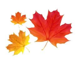 foglie che cadono autunnali vivaci colorate vettore