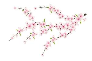 ciliegia fiorire e sakura fiore. ciliegia fiorire vettore. ciliegia germoglio. rosa sakura fiore vettore