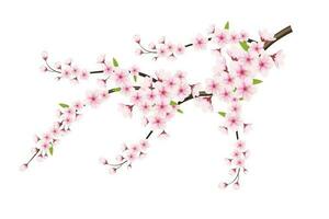 realistico fioritura ciliegia fiori e petali illustrazione, ciliegia fiorire vettore. rosa sakura fiore sfondo. ciliegia fiorire fiore fioritura vettore