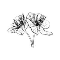 vettore illustrazione di Due fiori di ciliegia, sakura, mela, prugna, selvaggio ciliegia prugna, uccello ciliegia. nero schema di petali e steli, grafico disegno. per carte, disegno, composizione, stampa, adesivi