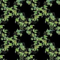 luppolo vite, pianta humulus acquerello senza soluzione di continuità modello isolato su nero sfondo. luppolo su brunch con foglie, luppolo coni mano disegnato. design elemento per avvolgere, etichetta, confezione, carta, tessile vettore