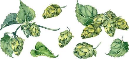 impostato di luppolo coni e le foglie acquerello illustrazione isolato su bianca sfondo. humulus pianta, brunch di salto, vite mano disegnato. elementi per birra etichetta, Festival, st patricks giorno, festa di ottobre vettore