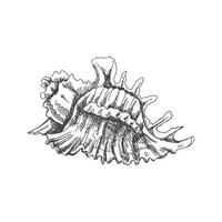 mano disegnato schizzo di conchiglia, mollusco, conchiglia. pettine mare guscio, schizzo stile vettore illustrazione isolato su bianca sfondo.