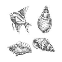 conchiglie, tropicale pesce vettore impostare. mano disegnato schizzo illustrazione. collezione di realistico schizzi di vario molluschi mare conchiglie di vario forme isolato su bianca sfondo.