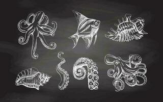 conchiglie, polpo, tropicale pesce, polpo tentacolo vettore impostare. mano disegnato bianca schizzo illustrazione. collezione di realistico oceano creature isolato su lavagna sfondo.