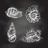 conchiglie, ammonite vettore impostare. mano disegnato bianca schizzo illustrazione. collezione di realistico schizzi di vario molluschi mare conchiglie di vario forme isolato su lavagna sfondo.