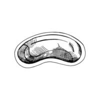 disegnato a mano schizzo di medico acciaio piatto su un' bianca sfondo. stomatologia attributi. odontoiatria utensili e attrezzatura. vettore
