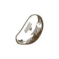 biologico cibo. mano disegnato vettore schizzo di aglio. scarabocchio Vintage ▾ illustrazione. decorazioni per il menù di caffè e etichette. inciso immagine.