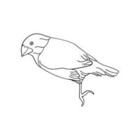 uccello schema vettore per colorazione libro e tatuaggio design. uccello linea arte. uccello vettore illustrazione. uccello schema. uccello linea arte. mano disegnato uccello.