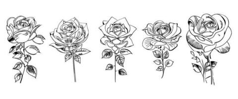 bellissimo mano disegnato fiore Rose vettore