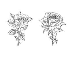 bellissimo mano disegnato fiore Rose vettore