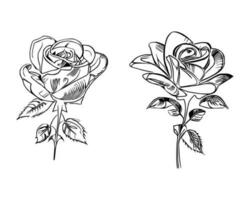 bellissimo mano disegnato fiore Rose vettore