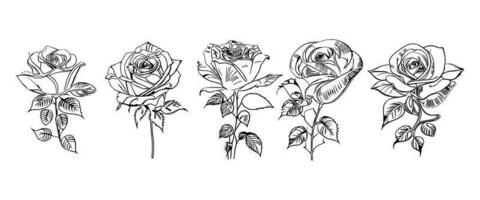 bellissimo mano disegnato fiore Rose vettore