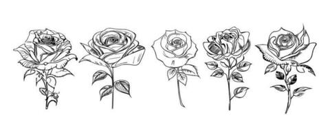 bellissimo mano disegnato fiore Rose vettore