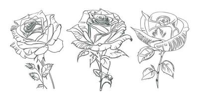 bellissimo mano disegnato fiore Rose vettore