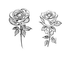 bellissimo mano disegnato fiore Rose vettore