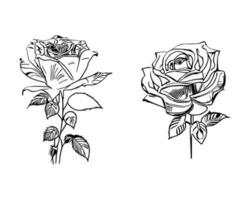 bellissimo mano disegnato fiore Rose vettore