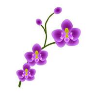 fiore di orchidea viola vettore