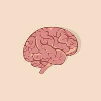 colorato umano cervello. interno organo, anatomia. bianca sfondo. isolato vettore cartone animato piatto icona eps 10 illustrazione.