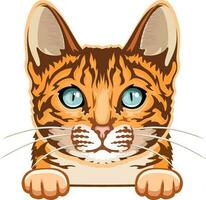 Bengala gatto colore - sbirciando gatto, gatto digitale, gatto razza, animale domestico vettore, gatto testa, viso gatto vettore