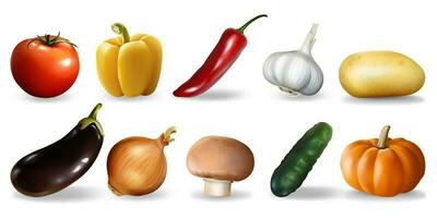 realistico verdure impostare. collezione di realismo stile disegnato Pepe zucca aglio pomodoro cetriolo eco cibo vegano nutrizione o vegetariano pasto menù modello. autunno raccolta modello illustrazione. vettore