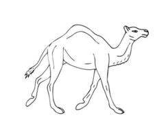 vettore mano disegnato schizzo dromedario cammello