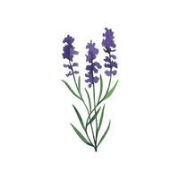 provence lavanda fiore e le foglie. mano disegnato estate erba acquerello clipart vettore