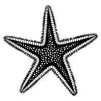 nero e bianca schizzo di oceano stella marina. vettore illustrazione di mare animale isolato su un' bianca sfondo.