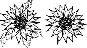 girasoli impostato vettore illustrazione. girasole isolato. botanico floreale illustrazione