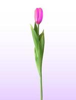 vista naturalistica 3d del tulipano in fiore rosa su sfondo bianco vettore