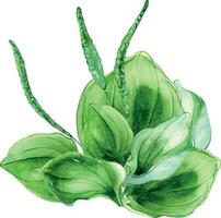 plantago a foglia larga medicinale pianta acquerello illustrazione isolato su bianca sfondo. piantaggine, verde foglie, utile erba, psillio mano disegnato. design per etichetta, pacchetto, cartolina vettore